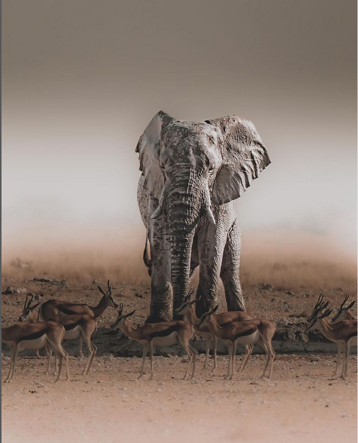 Elephant
