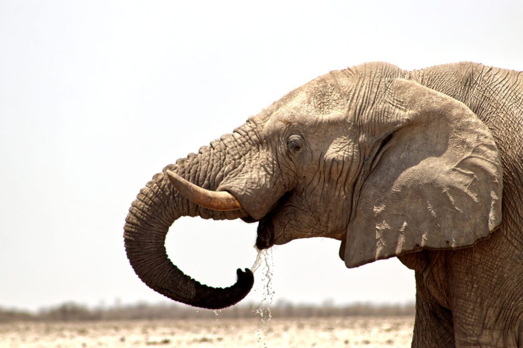 Elephant