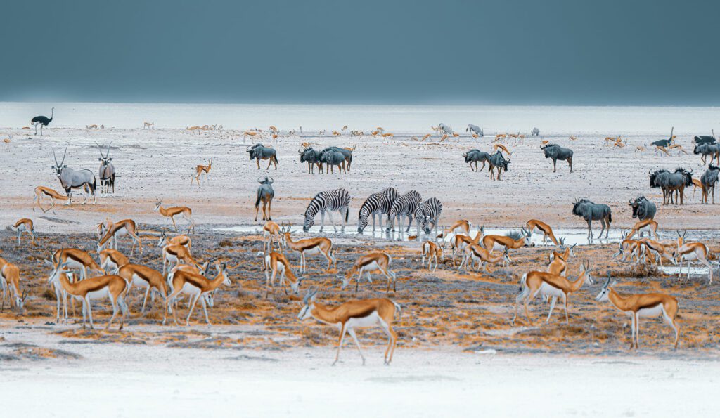 Wildebeest, Oryx, Zebra and Springbok at a Watering Hole in the Etosha National Park