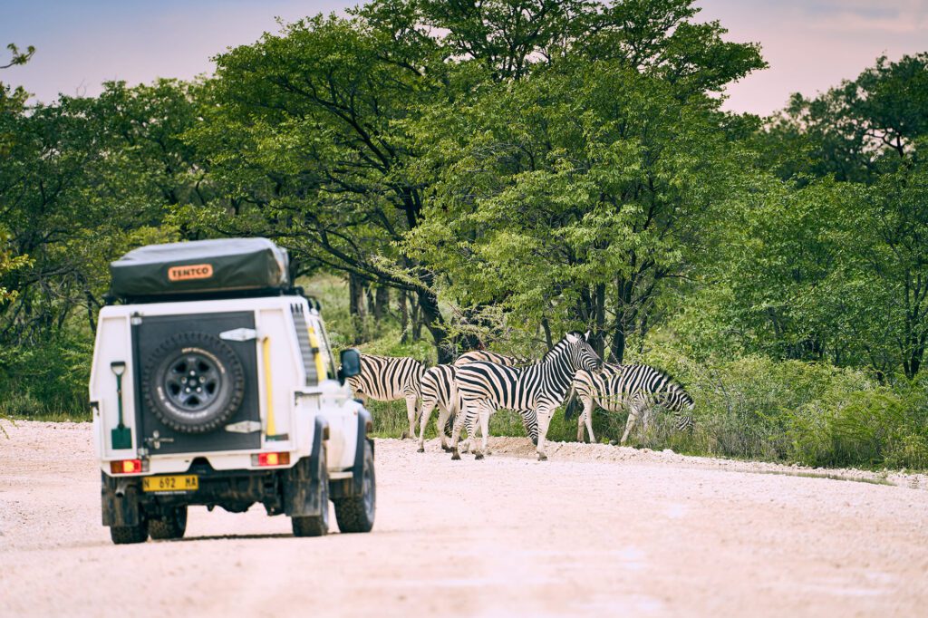 Zebras cossing the road