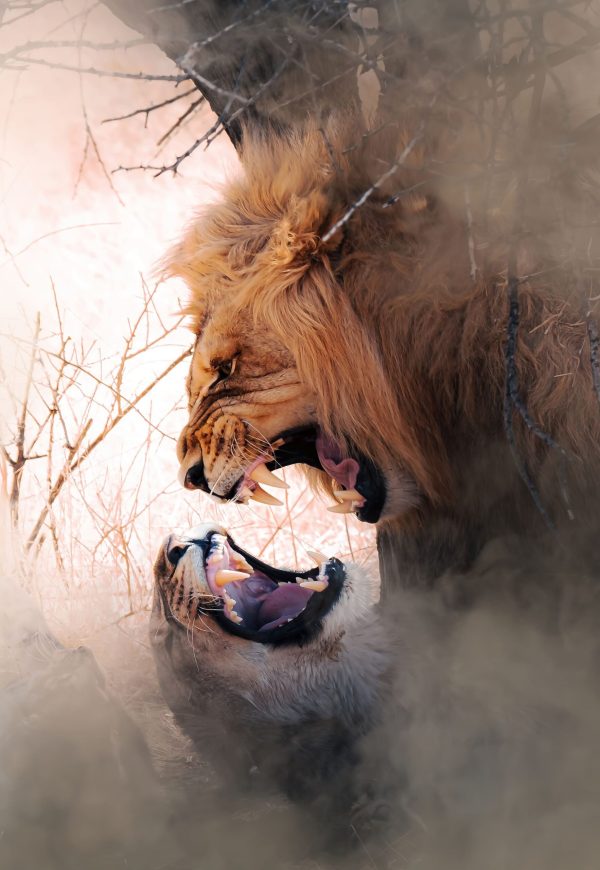 Lions